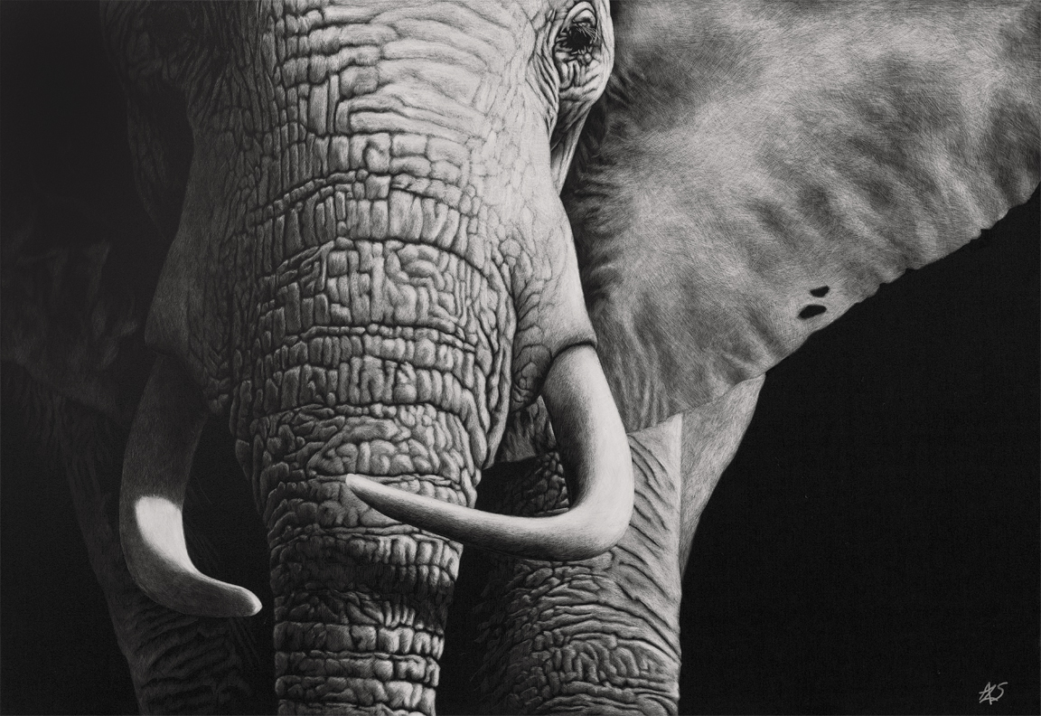 Moremi Giant - Wildlife Art by Amy L. Stauffer